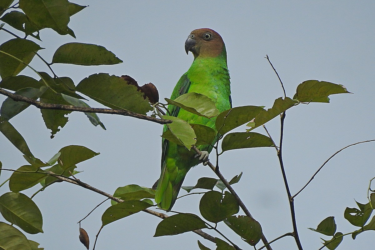 Red-cheeked Parrot - ML625469460