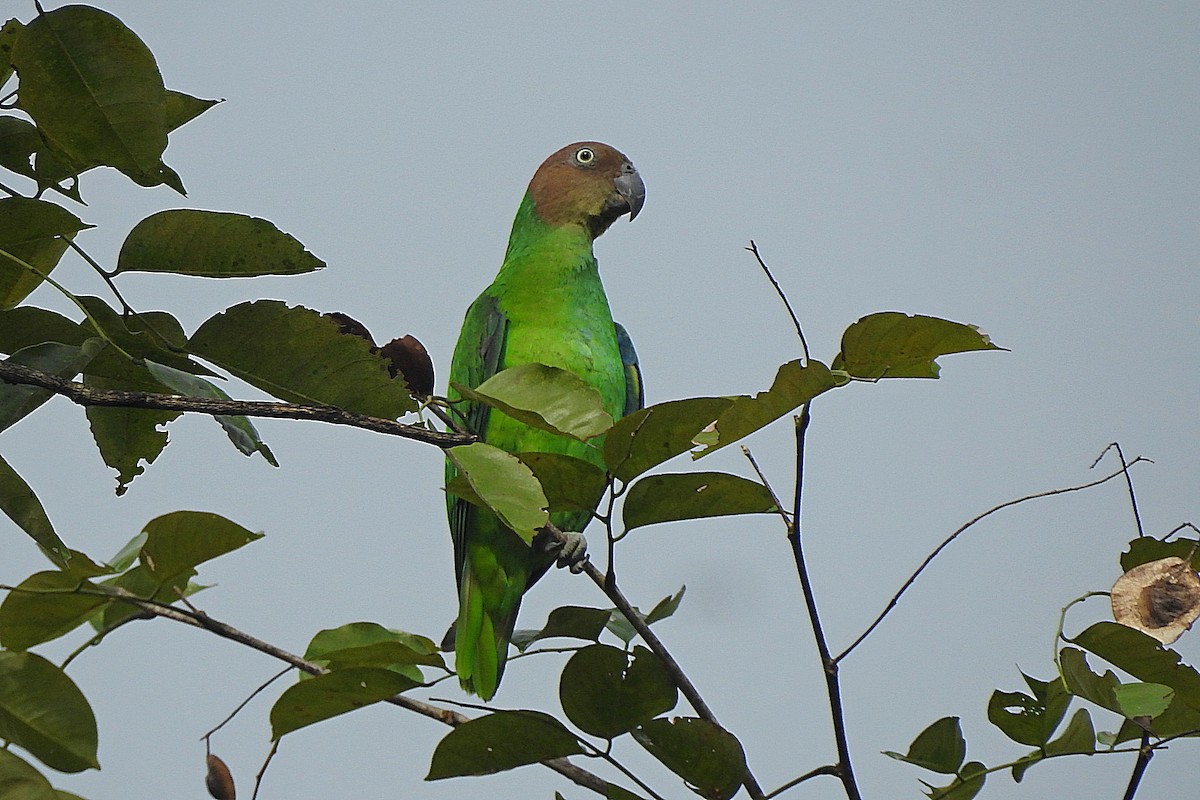 Red-cheeked Parrot - ML625469461