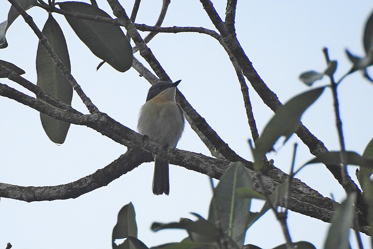 Moluccan Flycatcher - ML625469476