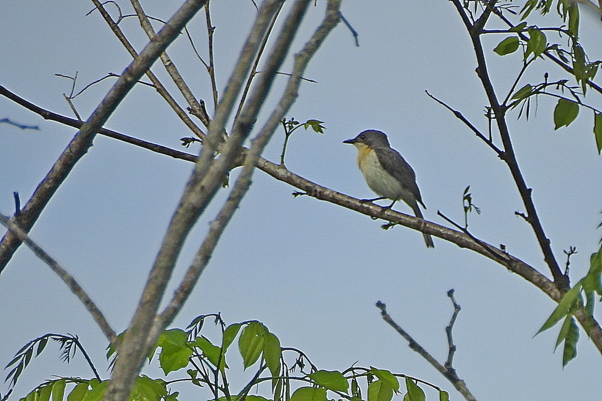 Moluccan Flycatcher - ML625469477