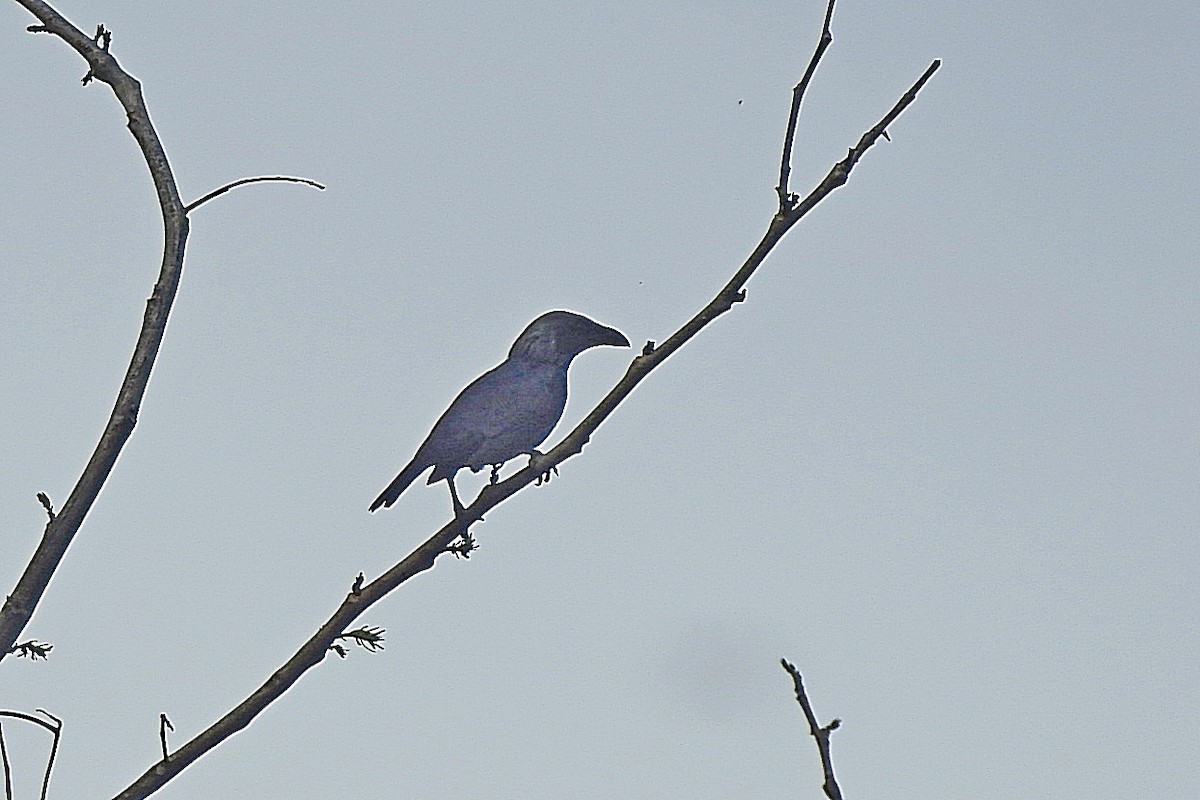 Moluccan Starling - ML625469483