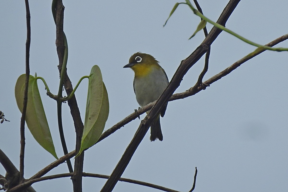 Ambon White-eye - ML625469488