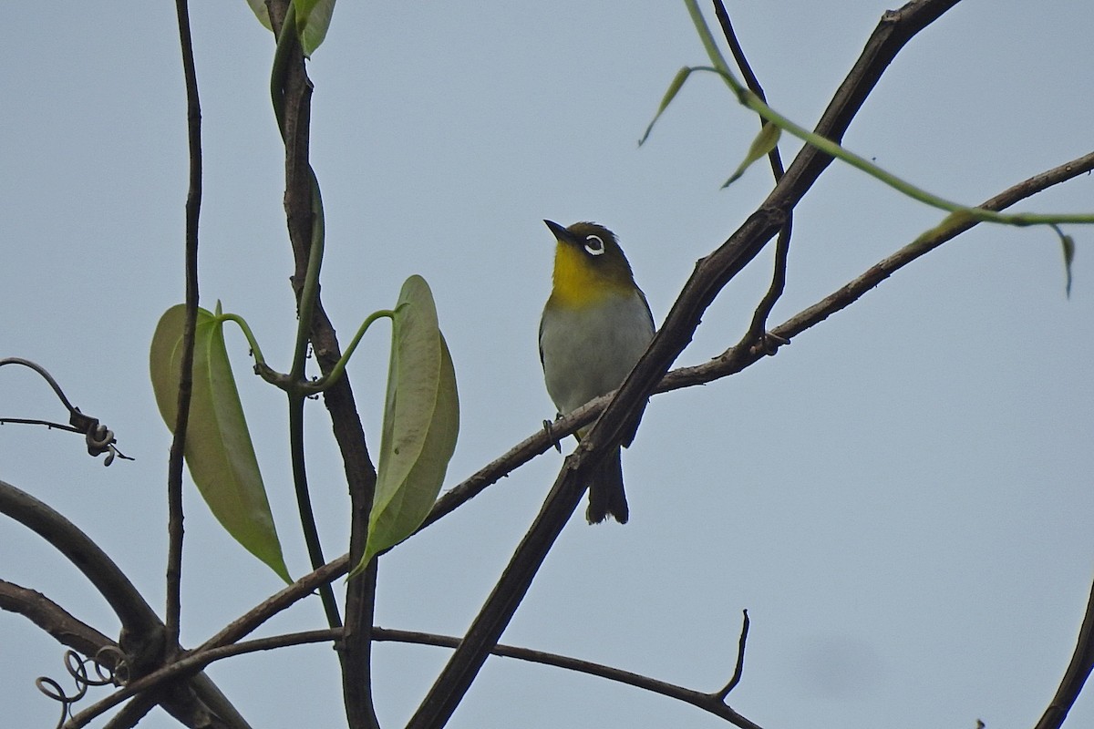 Ambon White-eye - ML625469489