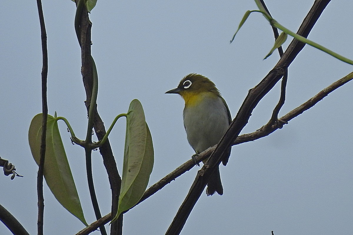 Ambon White-eye - ML625469490