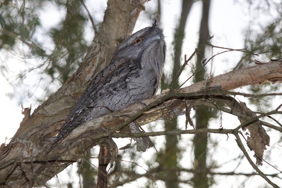 Tawny Frogmouth - ML625469541