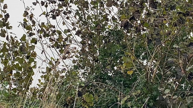 Yellow-browed Warbler - ML625469614