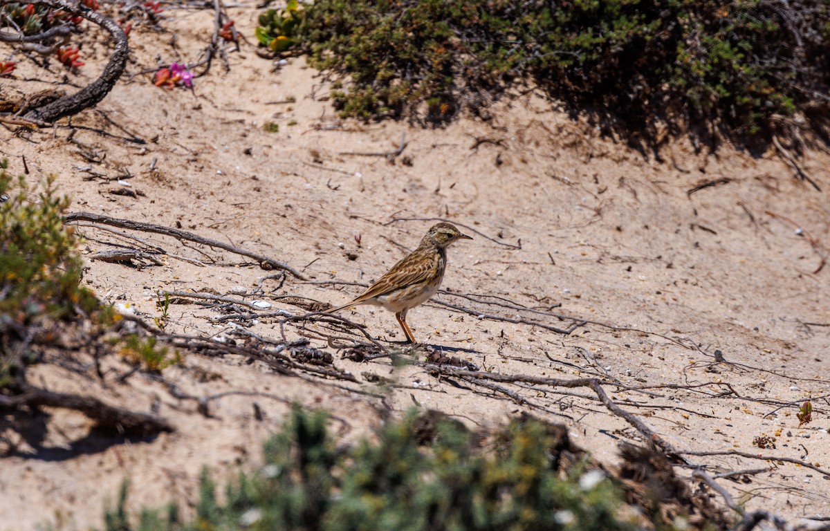 Australian Pipit - ML625469618