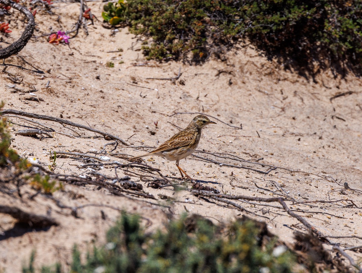 Australian Pipit - ML625469619