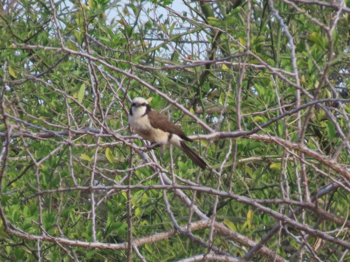 White-rumped Shrike - ML625469794