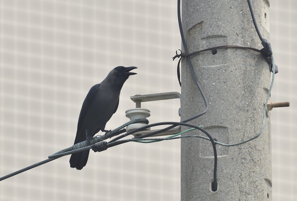 House Crow - ML625469805