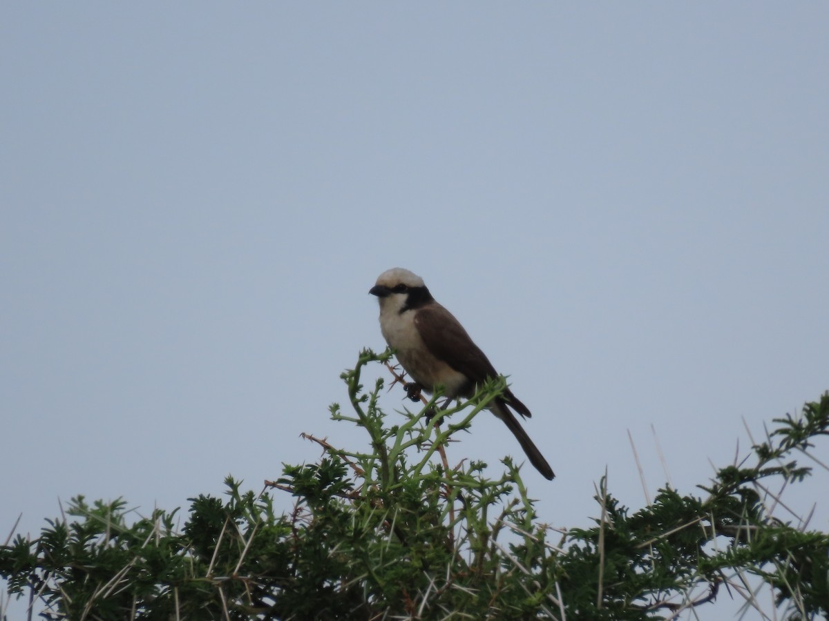 White-rumped Shrike - ML625469814