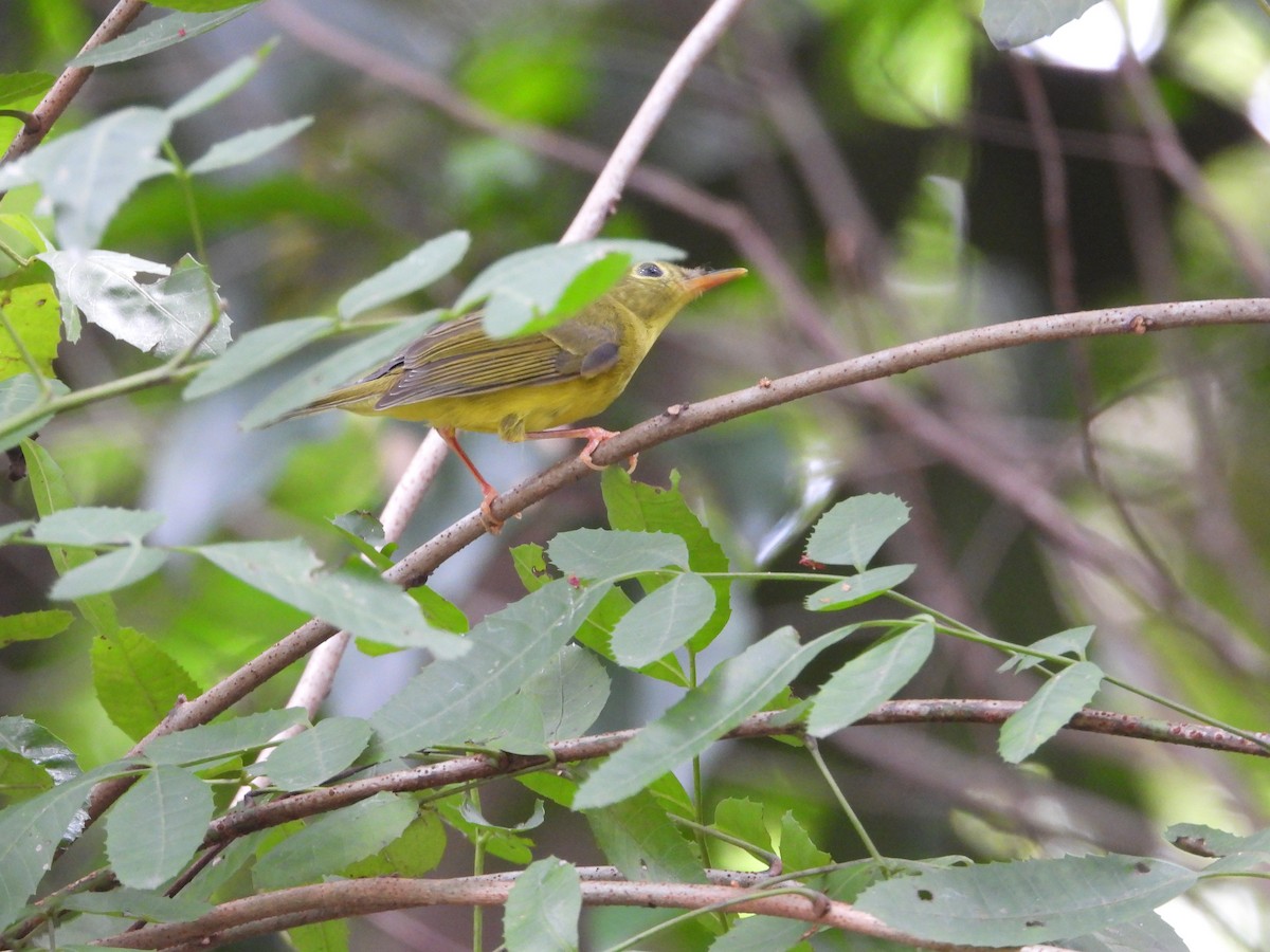 Alström's Warbler - ML625469870