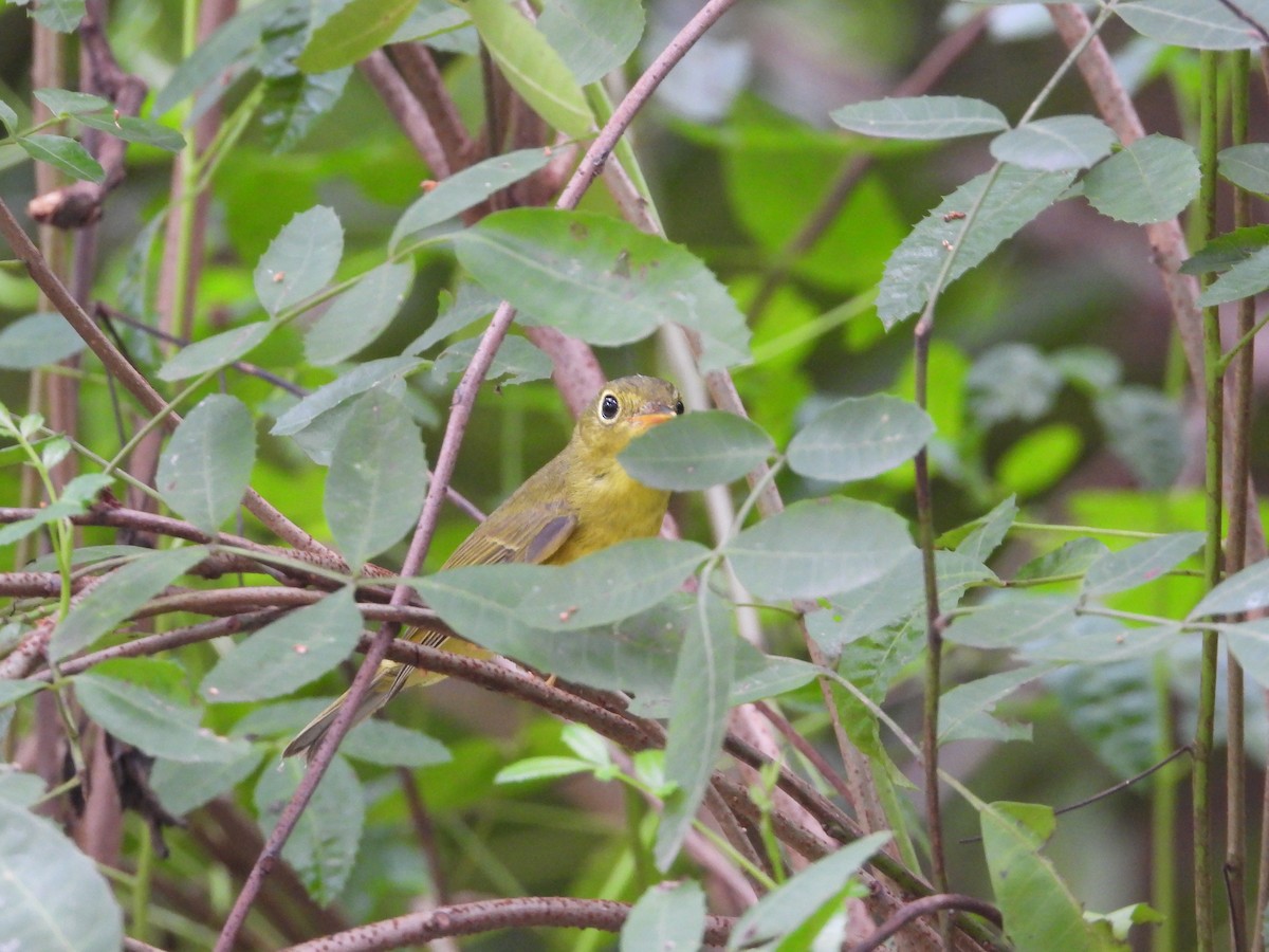 Alström's Warbler - ML625469871