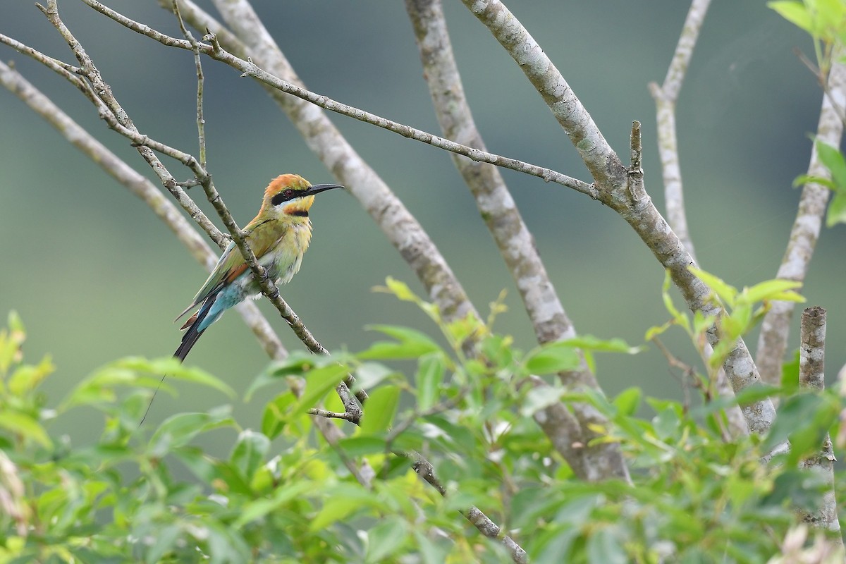 Rainbow Bee-eater - ML625469872