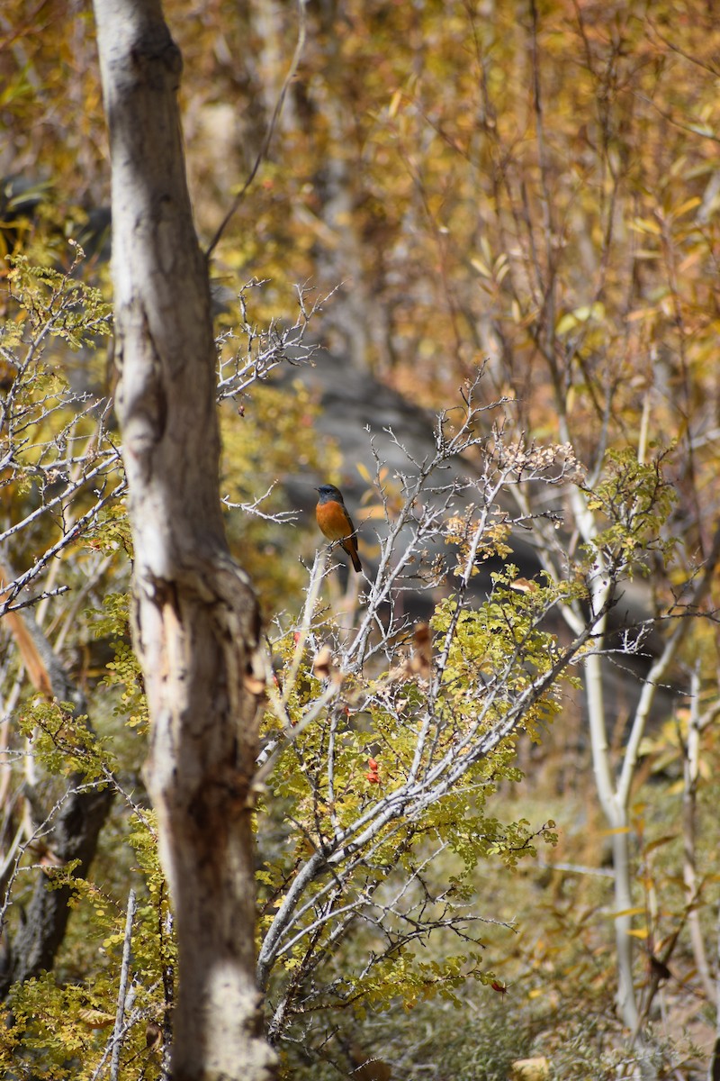 Blue-fronted Redstart - ML625469886