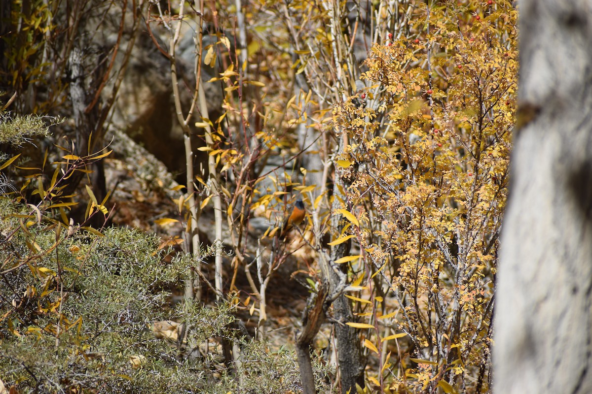 Blue-fronted Redstart - ML625469890