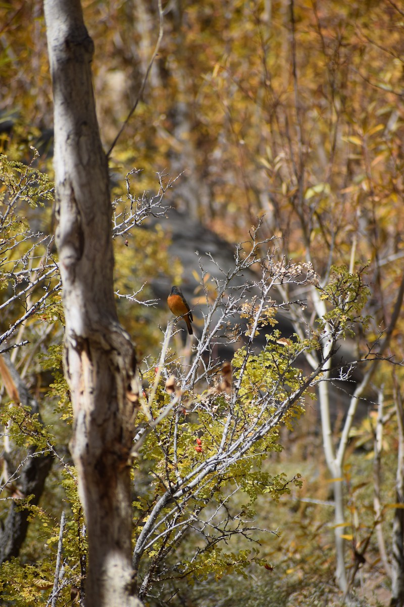 Blue-fronted Redstart - ML625469911