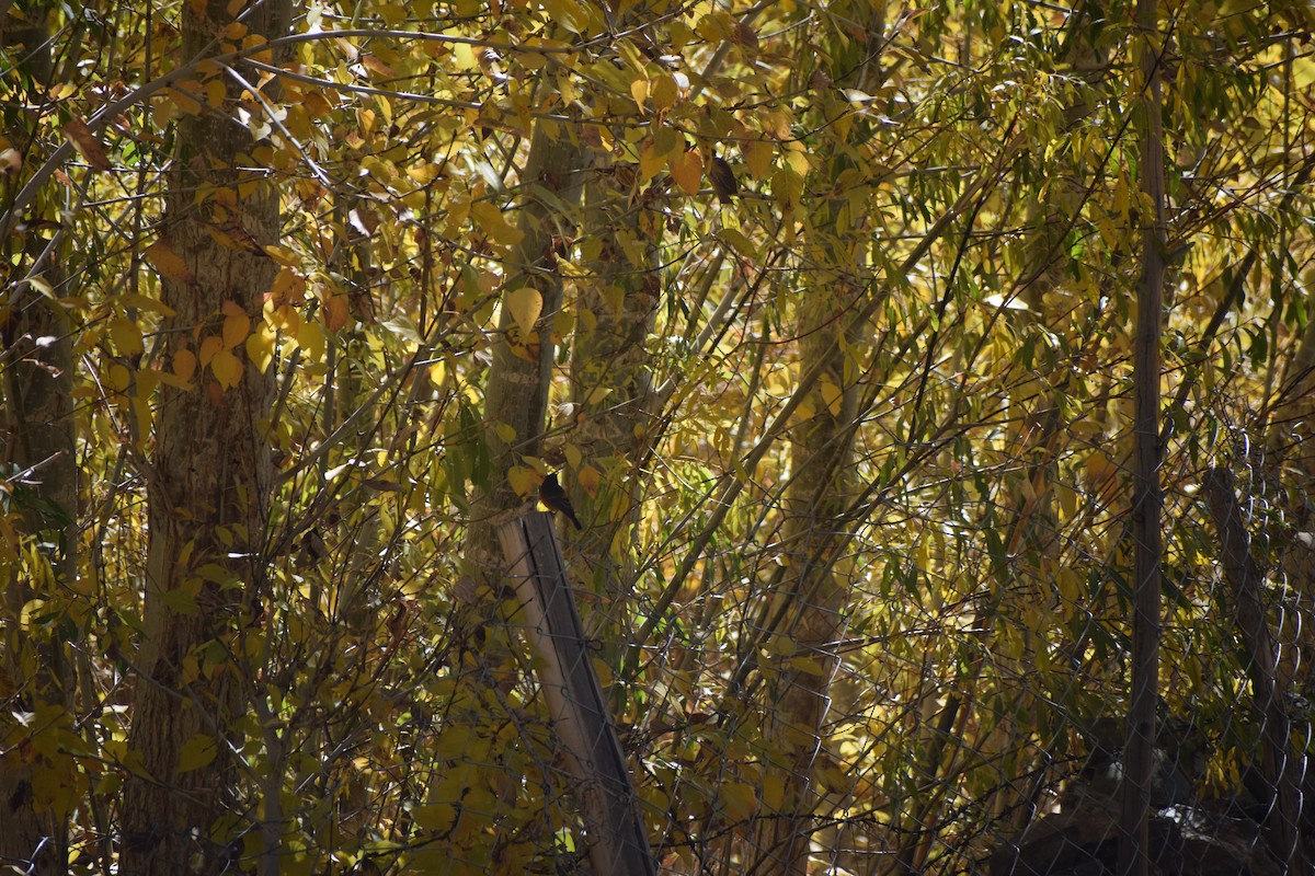 Blue-fronted Redstart - ML625469912