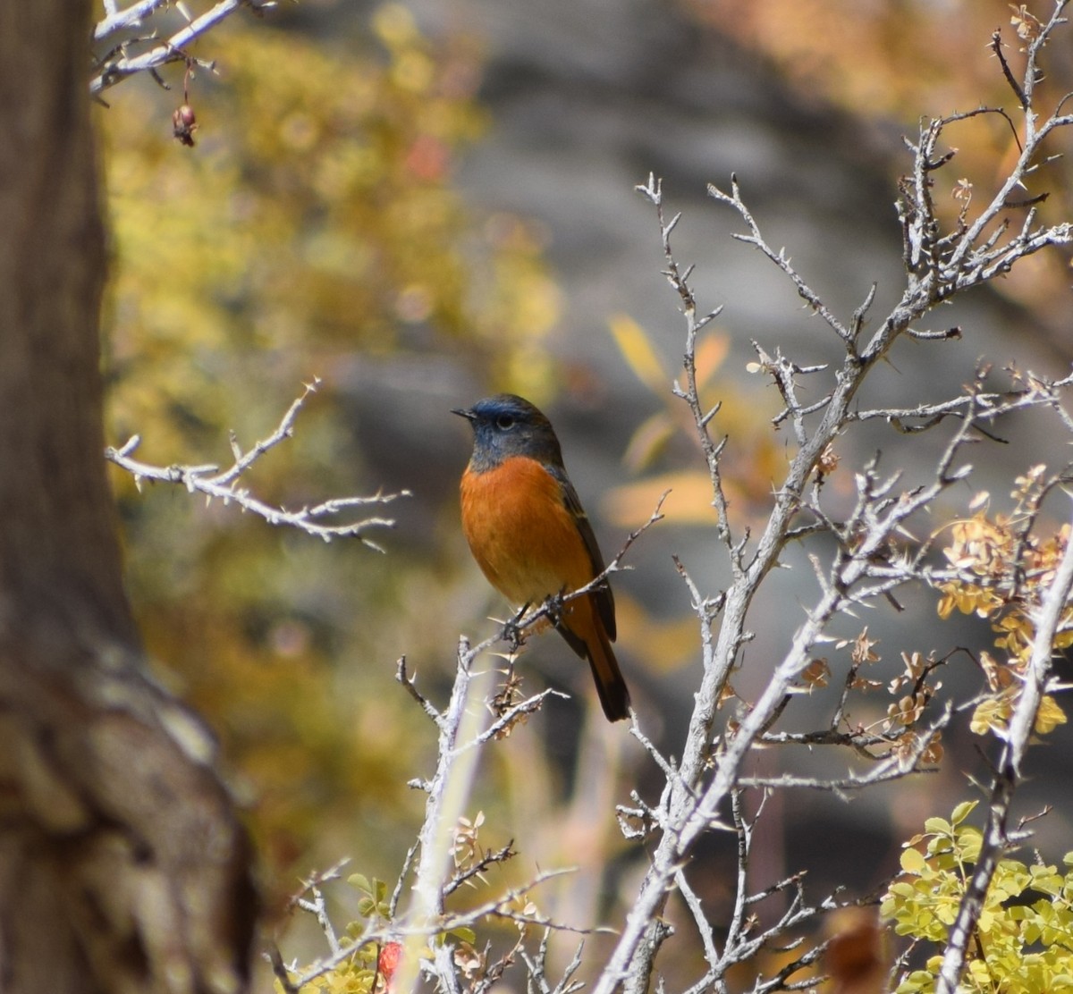 Blue-fronted Redstart - ML625469937