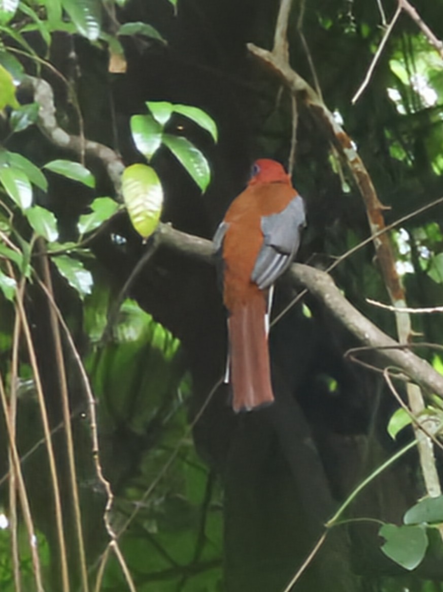 Red-headed Trogon - ML625469955