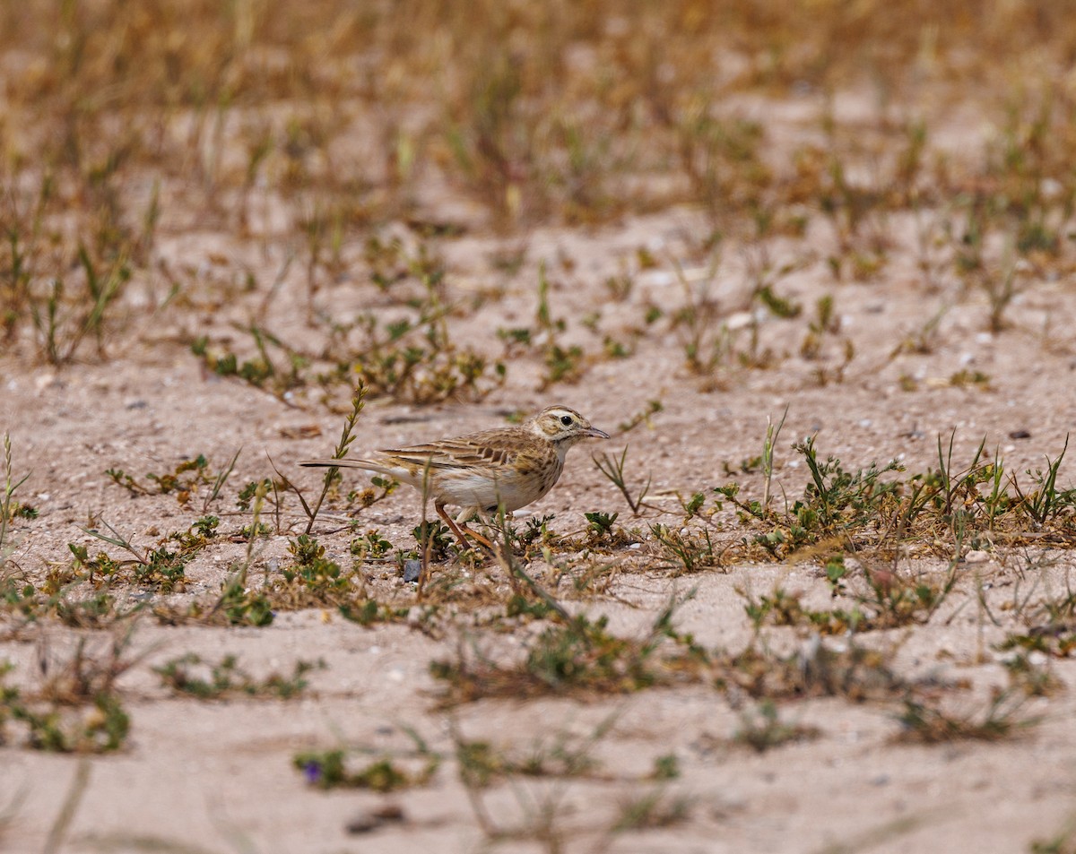 Australian Pipit - Paul Rankin