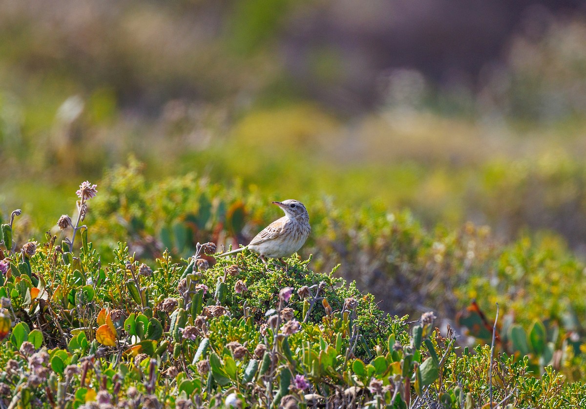 Australian Pipit - ML625470008