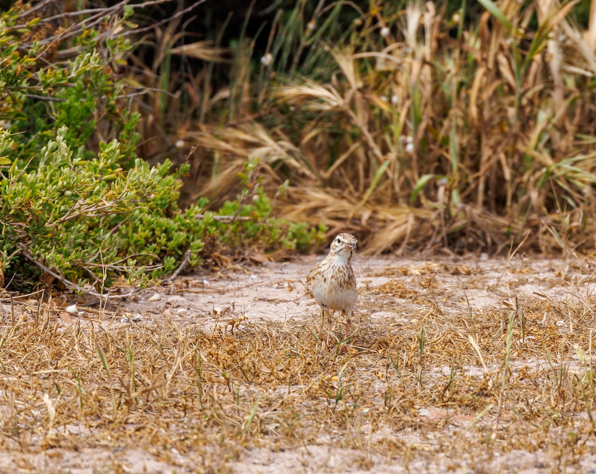 Australian Pipit - ML625470009