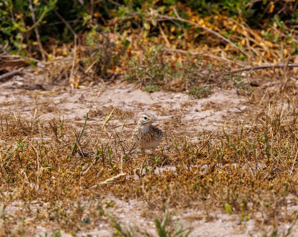 Australian Pipit - Paul Rankin