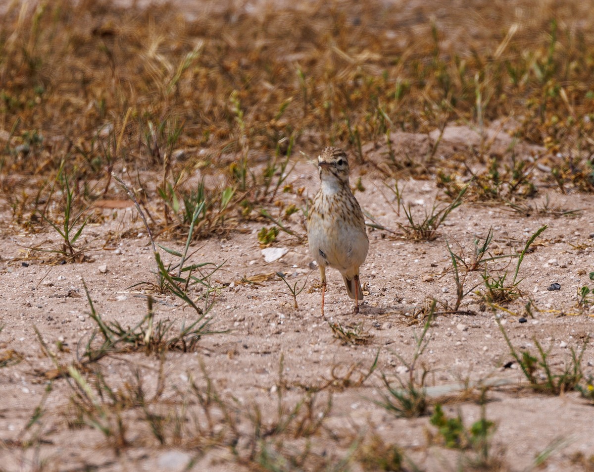 Australian Pipit - ML625470011