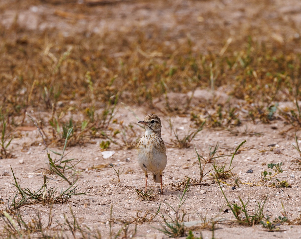 Australian Pipit - ML625470012