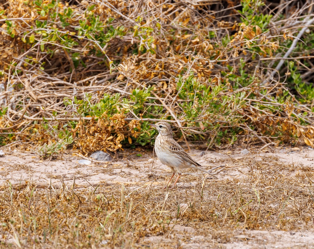 Australian Pipit - ML625470013