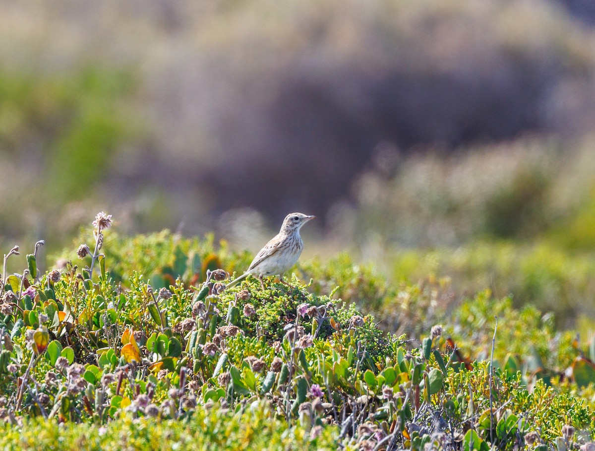 Australian Pipit - ML625470014