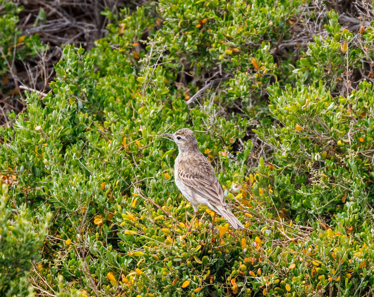 Australian Pipit - ML625470015