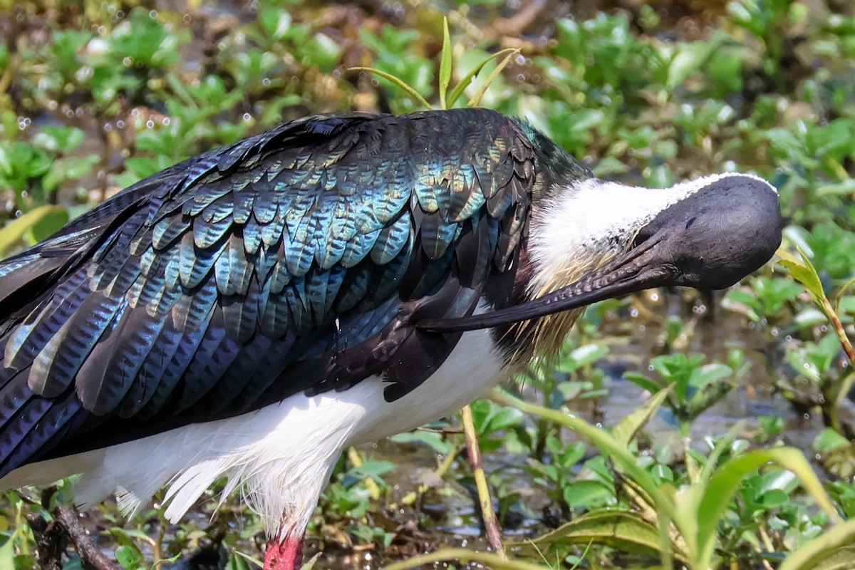 Straw-necked Ibis - ML625470039