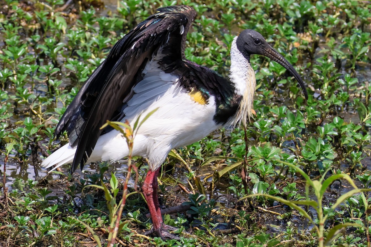 Straw-necked Ibis - ML625470041