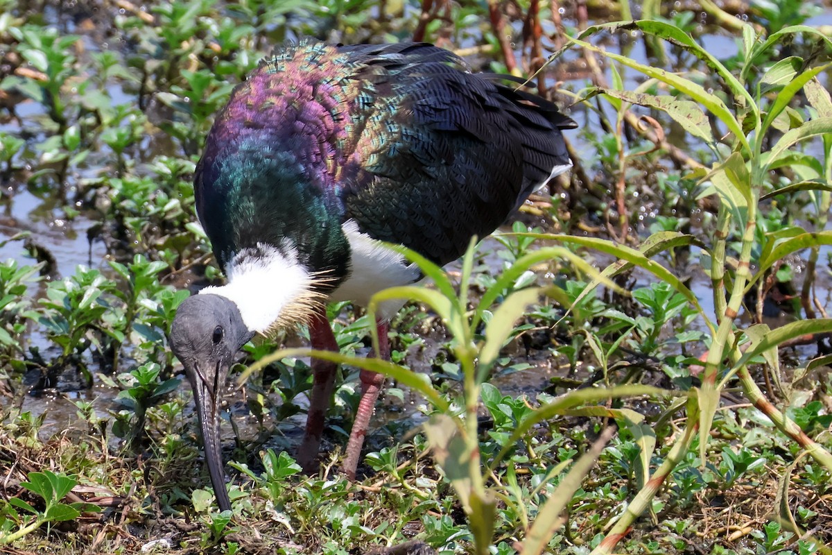 Straw-necked Ibis - ML625470042