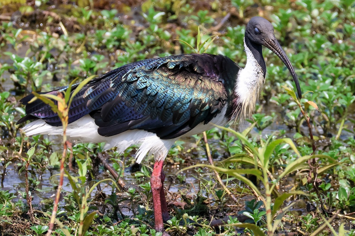 Straw-necked Ibis - ML625470043