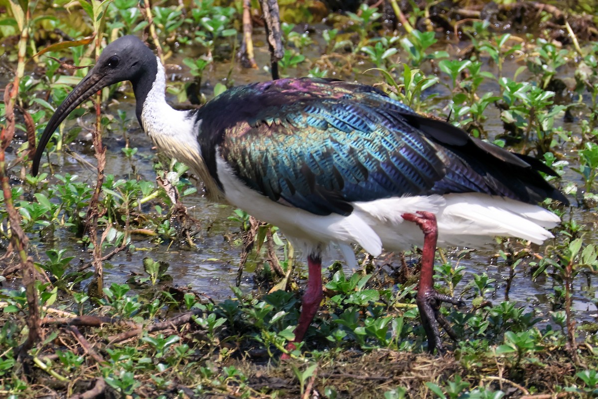 Straw-necked Ibis - ML625470044