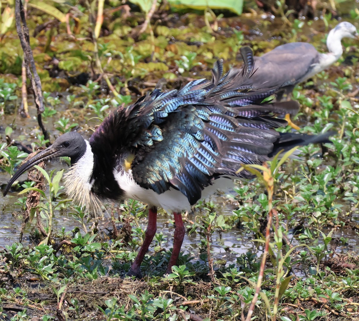 Straw-necked Ibis - ML625470046