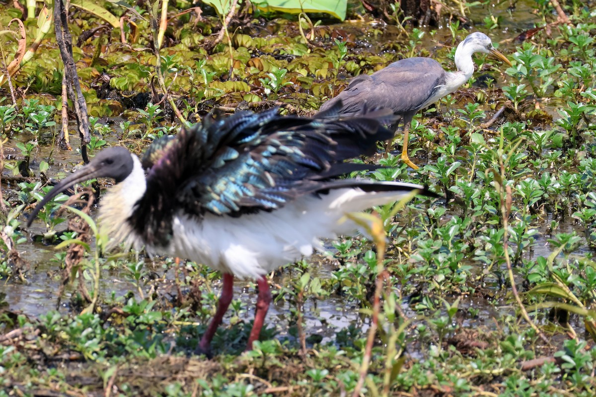 Straw-necked Ibis - ML625470048