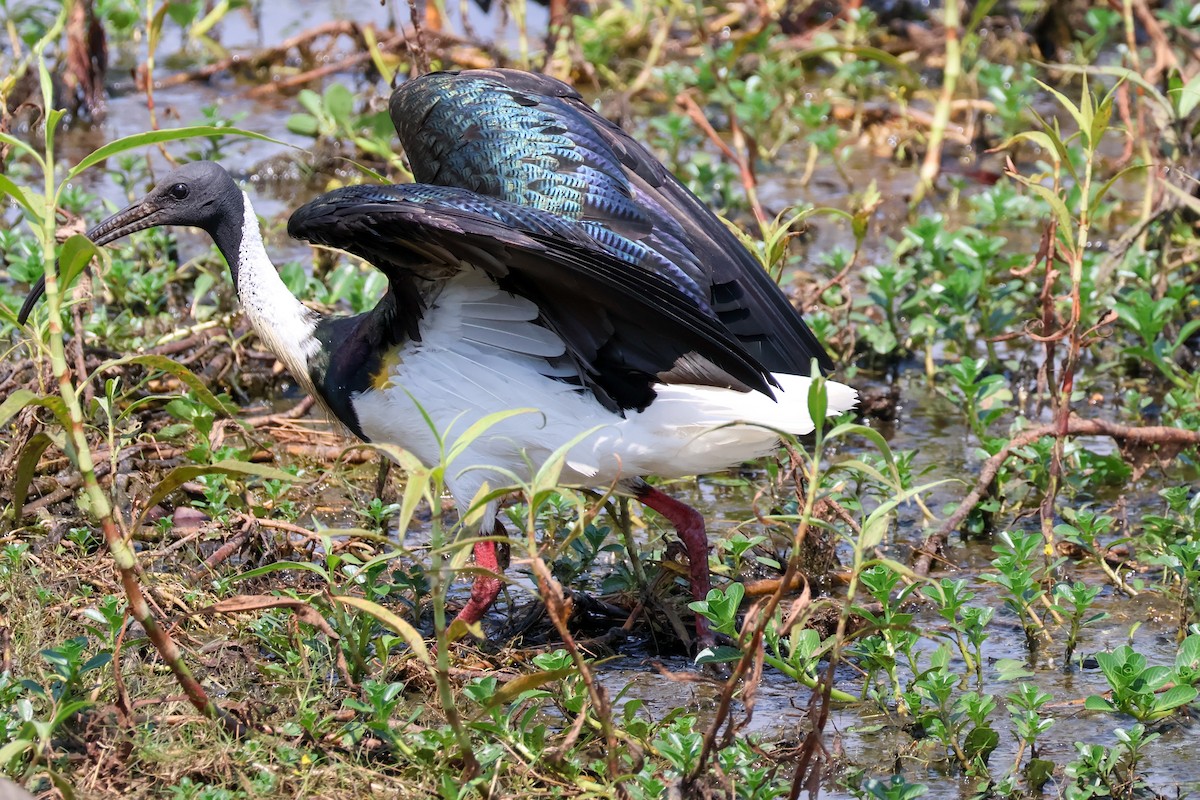 Straw-necked Ibis - ML625470049