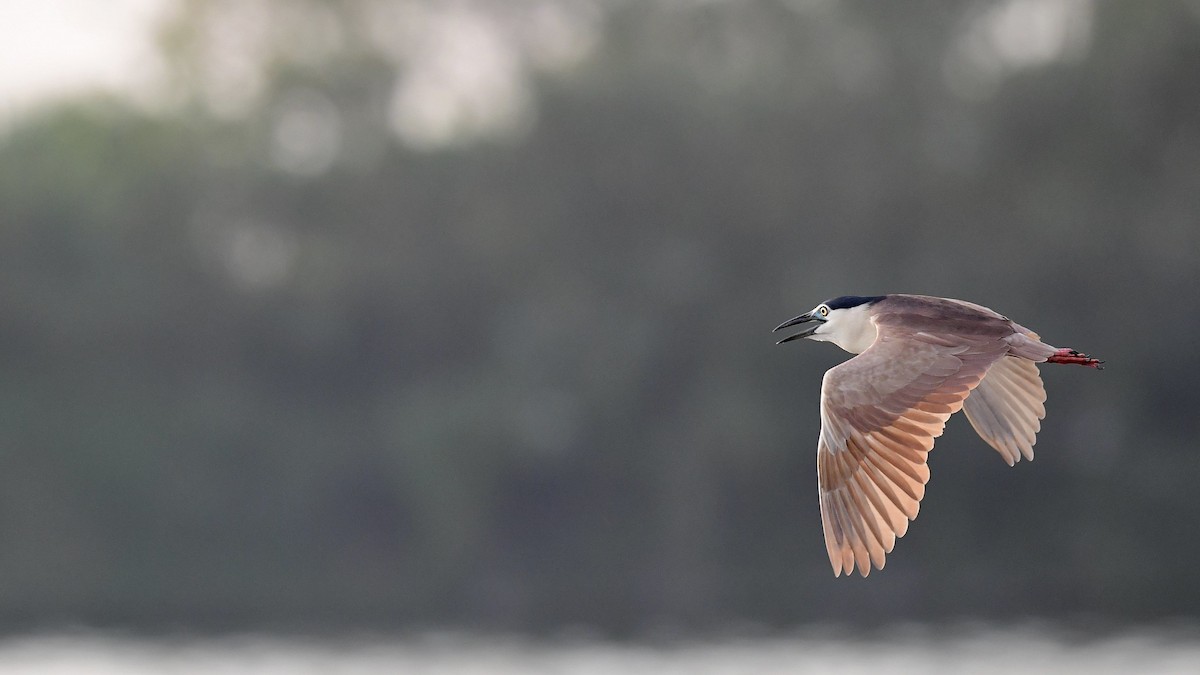 Nankeen Night Heron - ML625470100