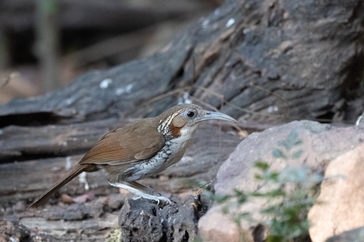 Large Scimitar-Babbler - ML625470112