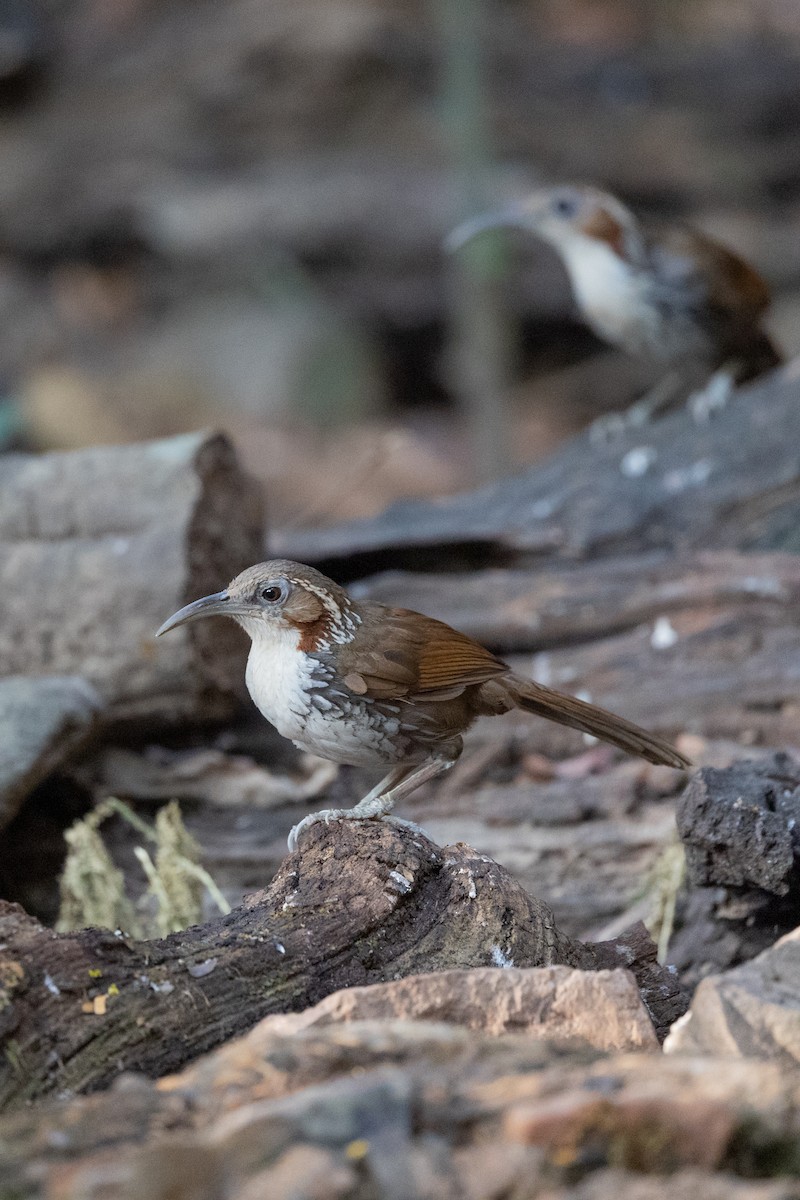 Large Scimitar-Babbler - ML625470113