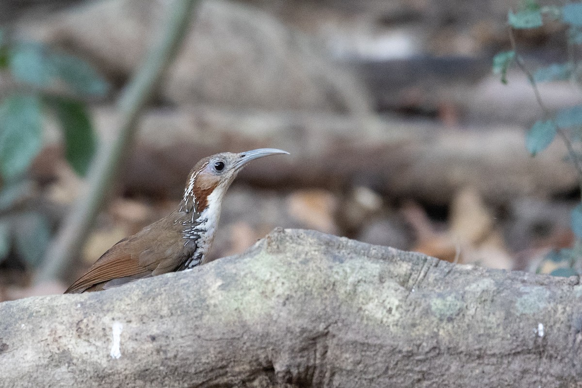 Large Scimitar-Babbler - ML625470114