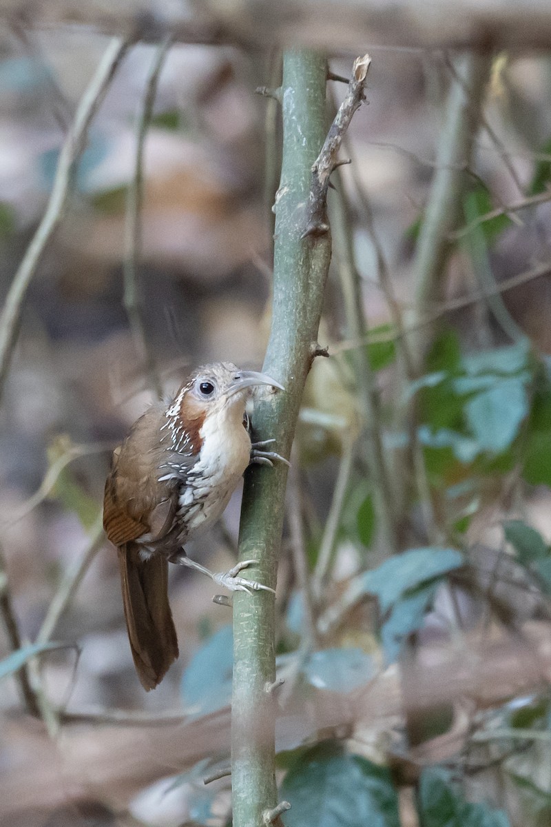 Large Scimitar-Babbler - ML625470135