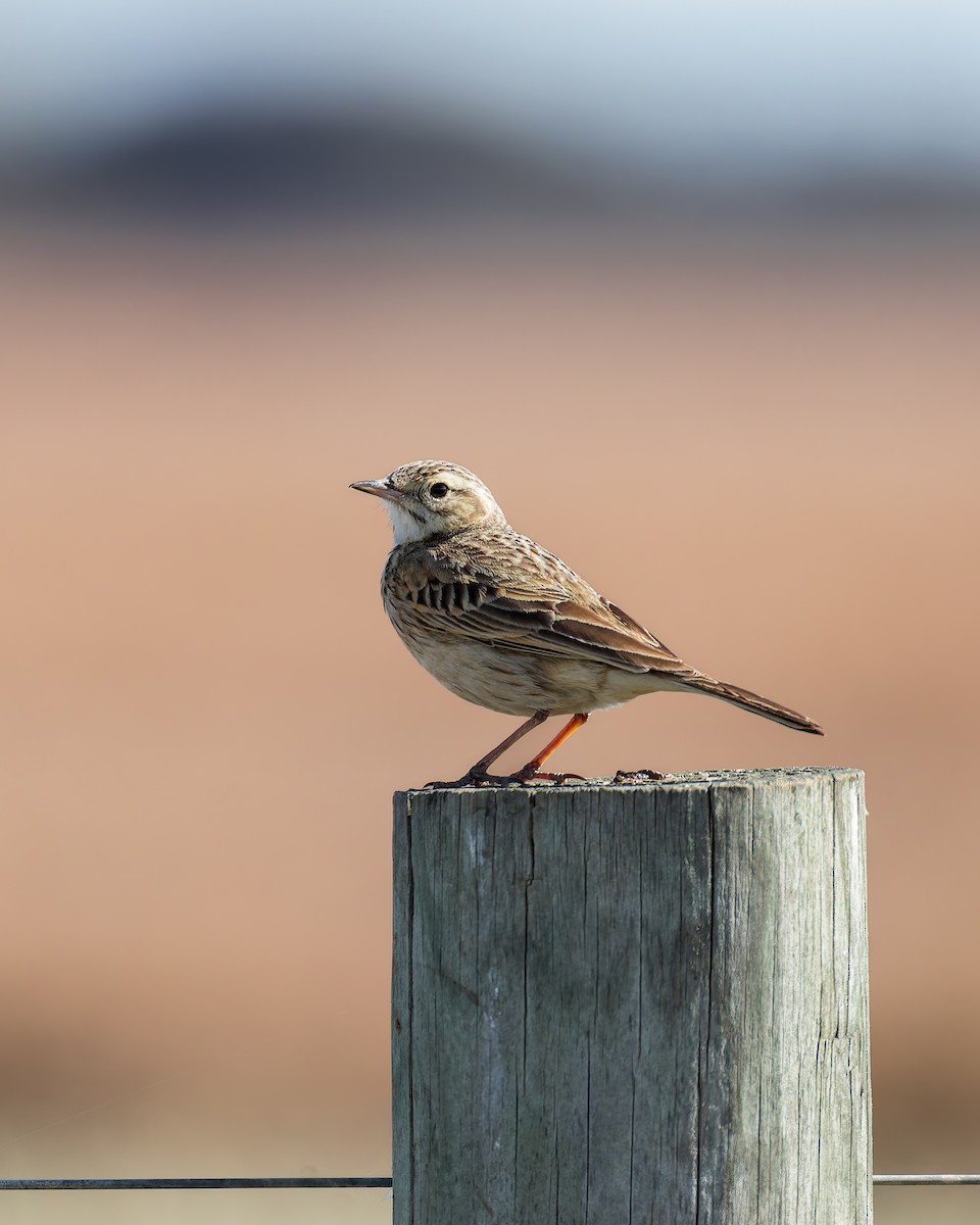 Australian Pipit - ML625470195