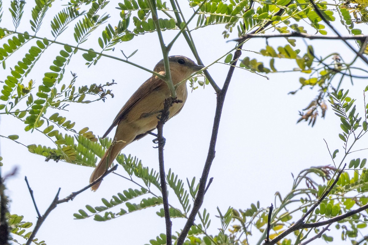 Chestnut-crowned Becard - ML625470199