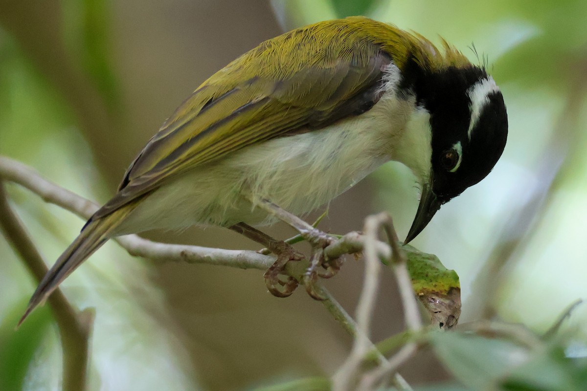 White-throated Honeyeater - ML625470463