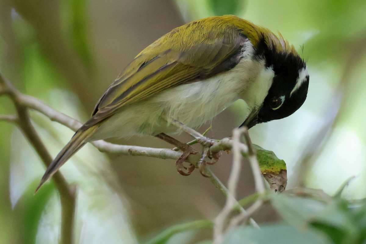 White-throated Honeyeater - ML625470464